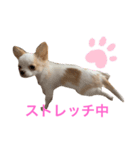 チワワのユキちゃん（個別スタンプ：7）