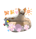 チワワのユキちゃん（個別スタンプ：8）