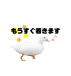 鳥さんたちのご挨拶 その2（個別スタンプ：3）