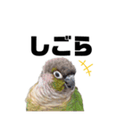 鳥さんたちのご挨拶 その2（個別スタンプ：5）
