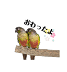 鳥さんたちのご挨拶 その2（個別スタンプ：6）