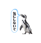 鳥さんたちのご挨拶 その2（個別スタンプ：12）