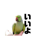鳥さんたちのご挨拶 その2（個別スタンプ：15）