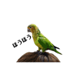 鳥さんたちのご挨拶 その2（個別スタンプ：16）