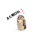 鳥さんたちのご挨拶 その2（個別スタンプ：18）