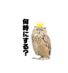 鳥さんたちのご挨拶 その2（個別スタンプ：19）