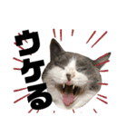 使いやすい猫のスタンプです。（個別スタンプ：1）