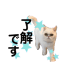 使いやすい猫のスタンプです。（個別スタンプ：2）
