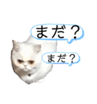 使いやすい猫のスタンプです。（個別スタンプ：3）