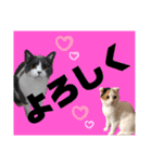 使いやすい猫のスタンプです。（個別スタンプ：5）