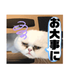 使いやすい猫のスタンプです。（個別スタンプ：6）