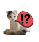 使いやすい猫のスタンプです。（個別スタンプ：8）