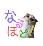 使いやすい猫のスタンプです。（個別スタンプ：9）