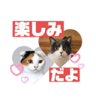 使いやすい猫のスタンプです。（個別スタンプ：10）