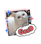 使いやすい猫のスタンプです。（個別スタンプ：11）