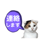 使いやすい猫のスタンプです。（個別スタンプ：12）