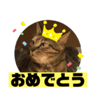 使いやすい猫のスタンプです。（個別スタンプ：13）