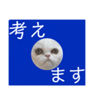 使いやすい猫のスタンプです。（個別スタンプ：16）