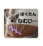 チワワのリンくん2（個別スタンプ：3）