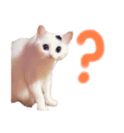 たまにこちゃん（個別スタンプ：5）