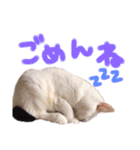 たまにこちゃん（個別スタンプ：6）