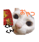 たまにこちゃん（個別スタンプ：11）