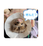 はるちゃんすたんぷ^_^（個別スタンプ：13）