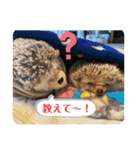 はるちゃんすたんぷ^_^（個別スタンプ：31）