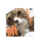うちの猫でっせ⑦（個別スタンプ：2）