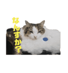 うちの猫でっせ⑦（個別スタンプ：4）