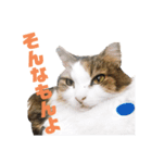 うちの猫でっせ⑦（個別スタンプ：7）