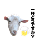 ヤギのペッパー＆ミルク（個別スタンプ：33）