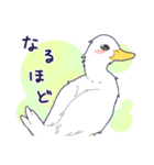 鳥たちのあいさつスタンプ！（個別スタンプ：13）