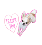 Chihuahua COCORO（個別スタンプ：1）