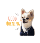 Chihuahua COCORO（個別スタンプ：2）