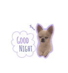 Chihuahua COCORO（個別スタンプ：3）