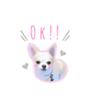 Chihuahua COCORO（個別スタンプ：4）