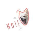 Chihuahua COCORO（個別スタンプ：5）