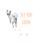 Chihuahua COCORO（個別スタンプ：6）
