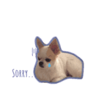 Chihuahua COCORO（個別スタンプ：7）