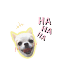Chihuahua COCORO（個別スタンプ：8）