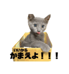 ロシアンブルーのルイくん（個別スタンプ：13）