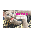 ロシアンブルーのルイくん（個別スタンプ：14）