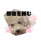 ナラファミリー18（個別スタンプ：13）