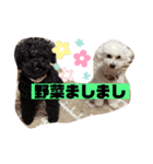 ナラファミリー18（個別スタンプ：15）