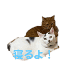 みい＆めい（個別スタンプ：1）
