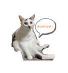 みい＆めい（個別スタンプ：4）