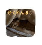 みい＆めい（個別スタンプ：6）