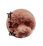 かのぷ（個別スタンプ：5）