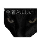 黒猫シャノワールちゃんが丁寧語で話します（個別スタンプ：2）